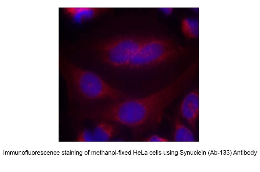 Anti-Synuclein (Ab-133)