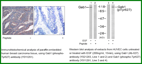 Anti-Gab1 (Ab-627)