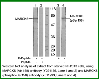 Anti-MARCKS (Ab-158)
