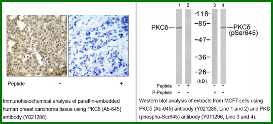 Anti-PKCd (Ab-645)