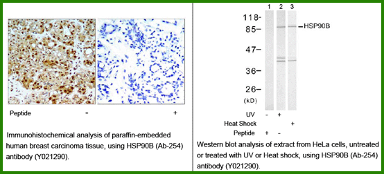 Anti-HSP90B (Ab-254)