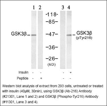 Anti-GSK3&beta; (Ab-216)