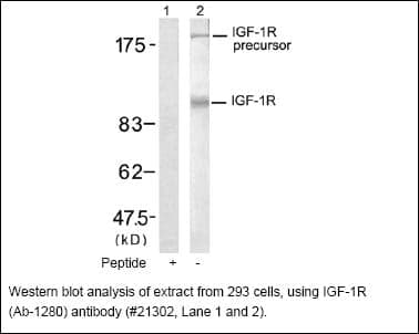 Anti-IGF-1R (Ab-1280)