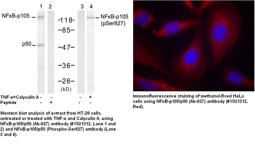 Anti-NFκB-p105/p50 (Ab-927)