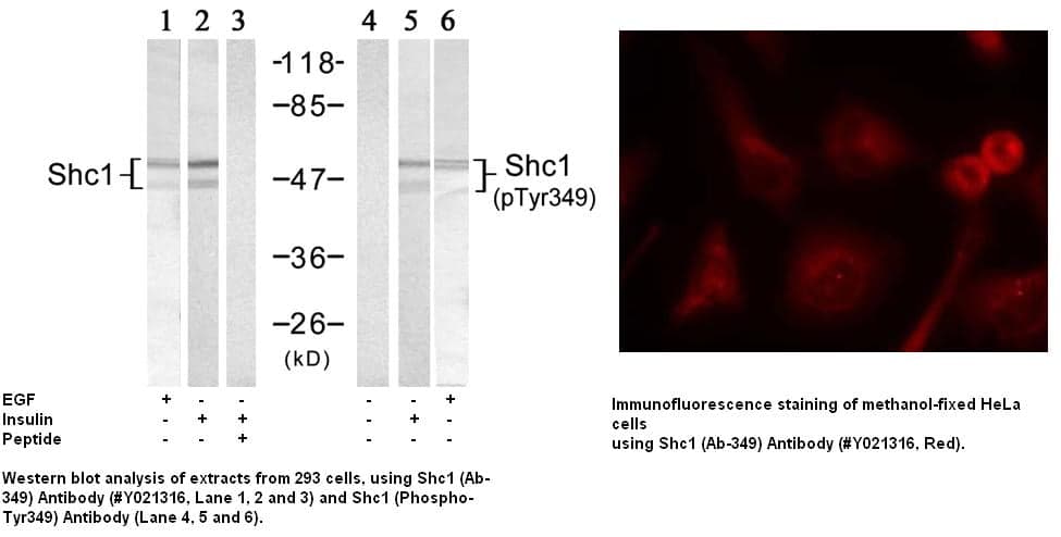 Anti-Shc1 (Ab-349)