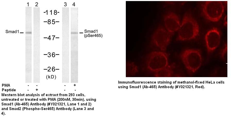 Anti-Smad1 (Ab-465)