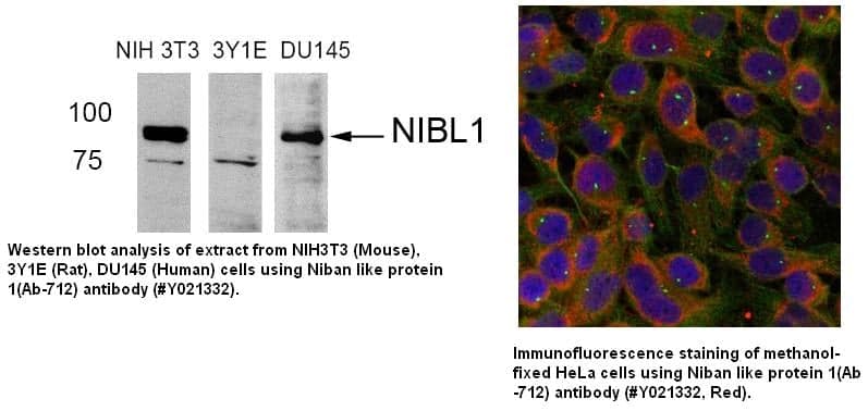 Anti-Niban like protein 1 (Ab-712)