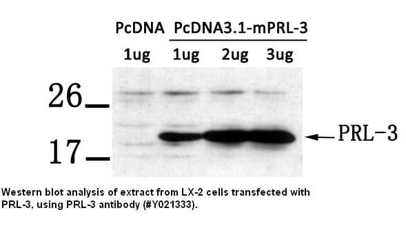 Anti-PRL-3