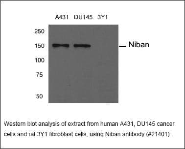 Anti-Niban