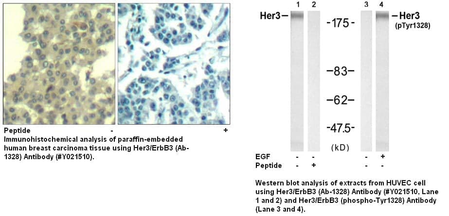 Anti-Her3/ErbB3 (Ab-1328)