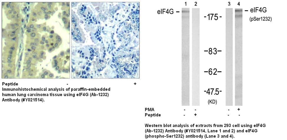 Anti-eIF4G (Ab-1232)