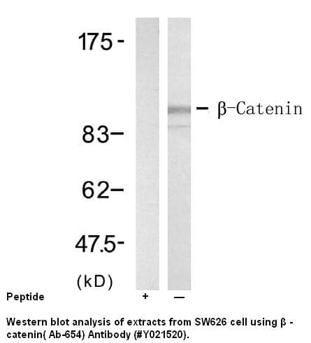 Anti-ß-catenin (Ab-654)
