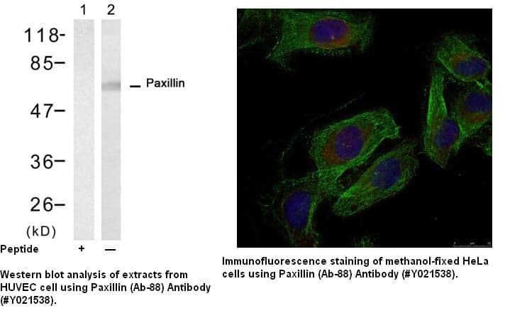 Anti-Paxillin (Ab-88)