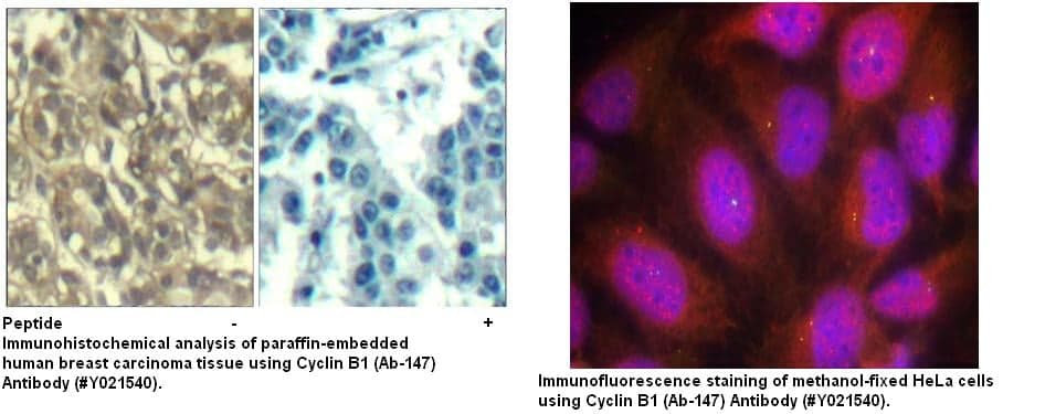 Anti-Cyclin B1 (Ab-147)