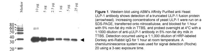 Anti-Yeast ULP1