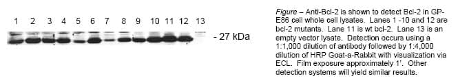 Anti-Human Bcl-2