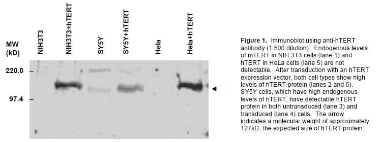 Anti-Telomerase catalytic subunit (hTERT)