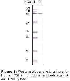 Anti-MSH2