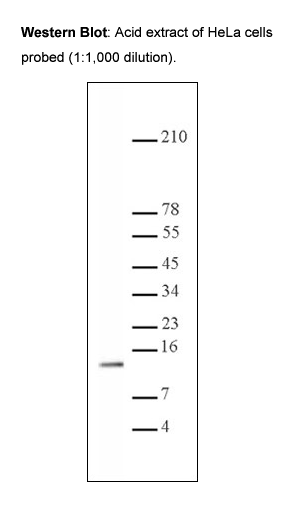 Anti- Histone H4 monomethyl-Lys20