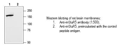 Anti-mGluR5 (extracellular) (Metabotropic Glutamate receptor 5, GRM5, mGlu5)