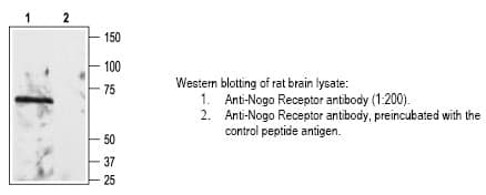 Anti-Nogo Receptor (Nogo-R, Reticulon receptor 4, NgR1, Nogo-66 Receptor)