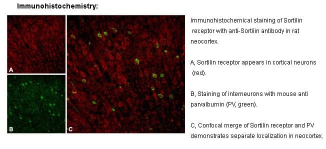 Anti-Sortilin (Neurotensin receptor 3)