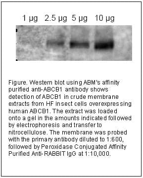 Anti-ABCB1