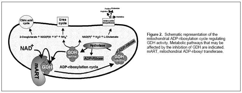 Anti-Glutamate Dehydrogenase