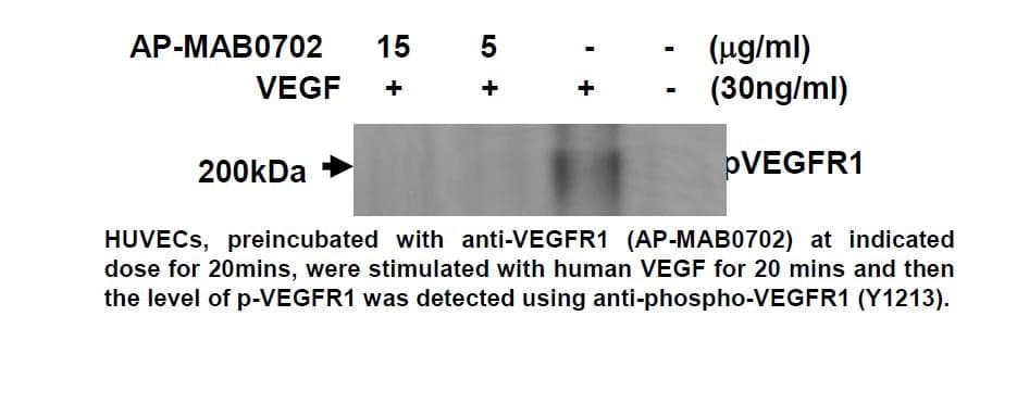 Anti-mouse VEGFR1