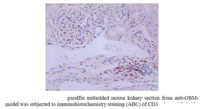 Anti-mouse CD3 (T-Cell marker)