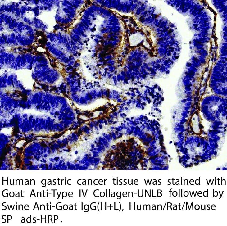 Anti-Swine Anti-Goat IgG (H+L)HRP Conjugate