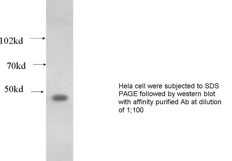 Anti Human CASP9 Polyclonal