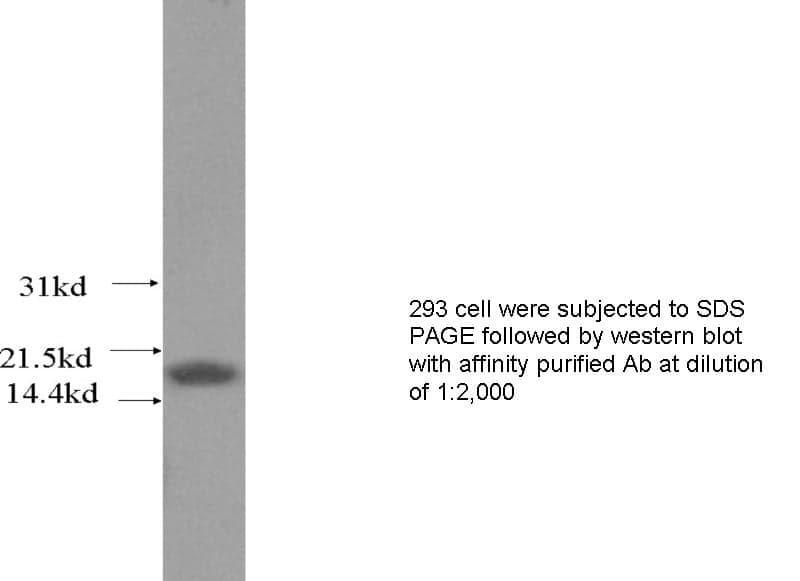 Anti Human PIN1 Polyclonal