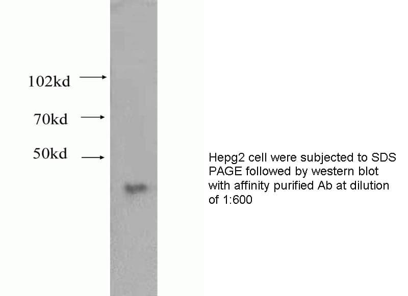 Anti Human HMOX1 Polyclonal