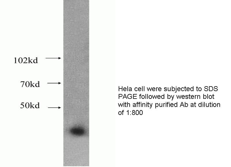 Anti Human CDC2 Polyclonal