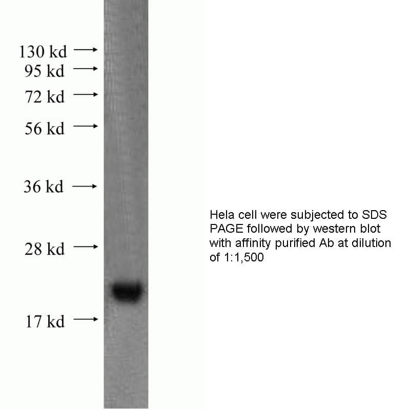 Anti Human SNX3 Polyclonal