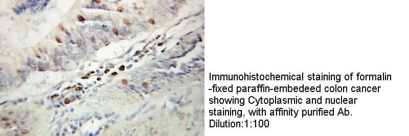 Anti Human KPNA2 Polyclonal