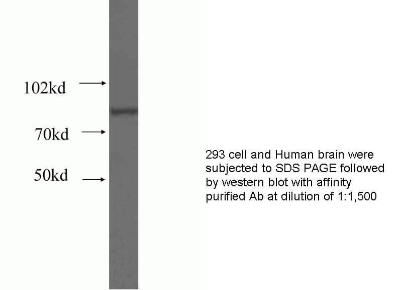 Anti Human HOOK1 Polyclonal