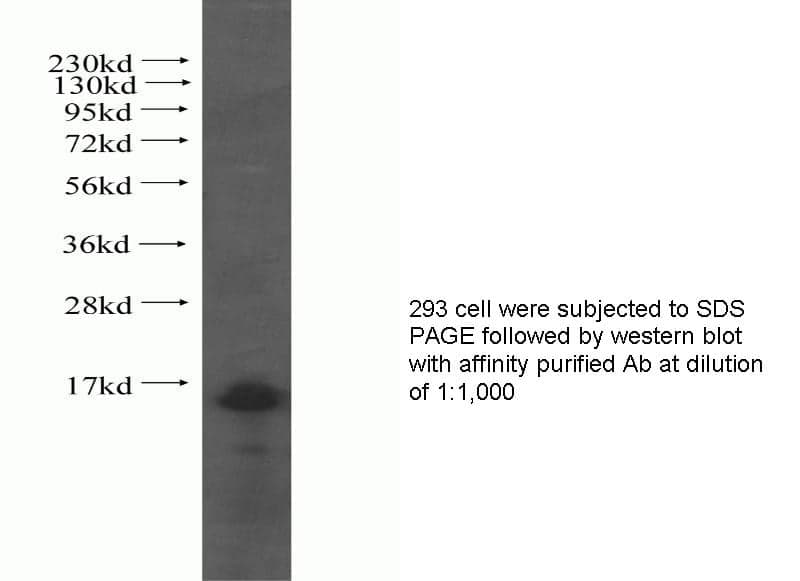 Anti Human NMB Polyclonal