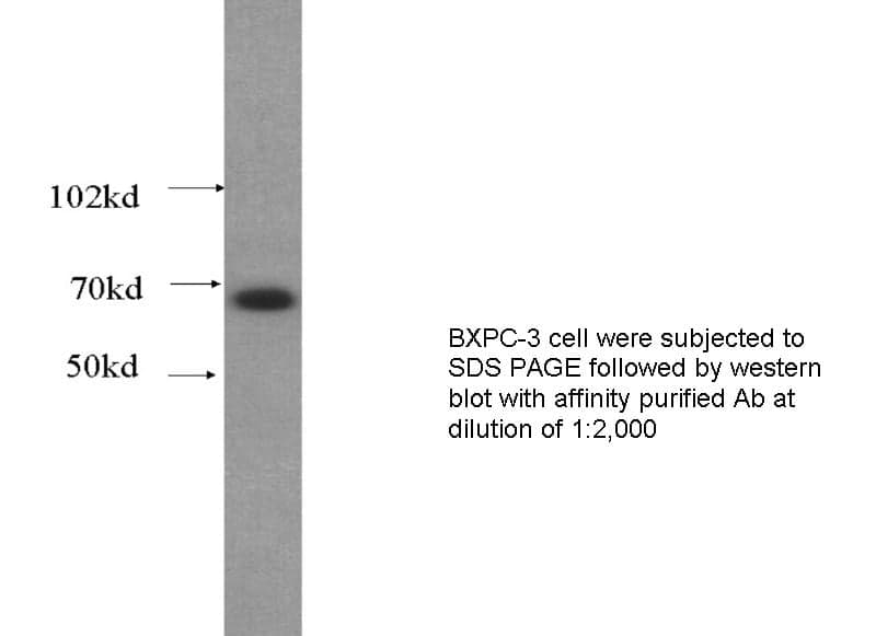 Anti Human LMNB2 Polyclonal