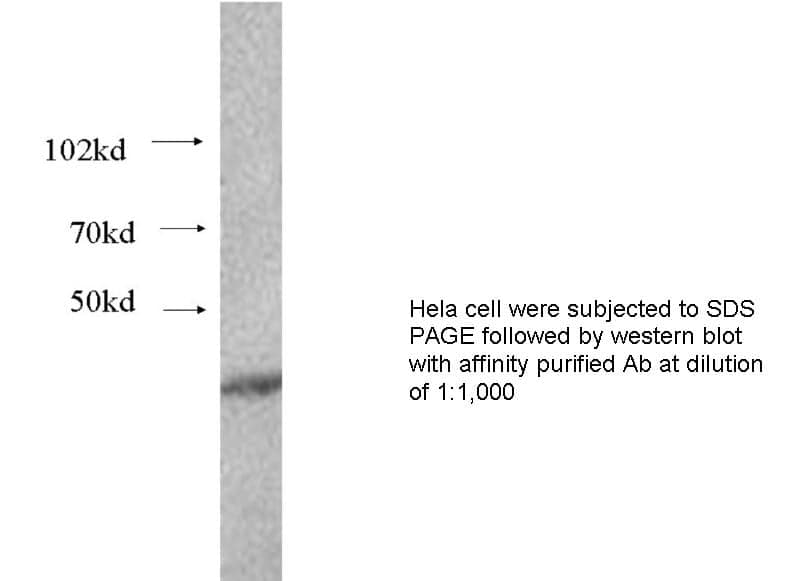 Anti Human CCNG1 Polyclonal