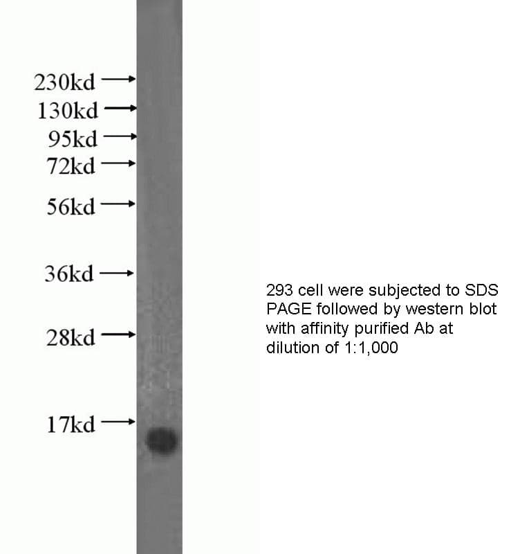 Anti Human NDUFA13 Polyclonal