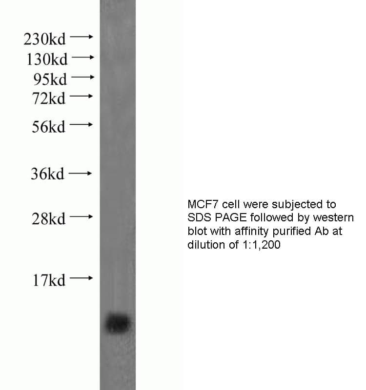 Anti Human CYCS Polyclonal