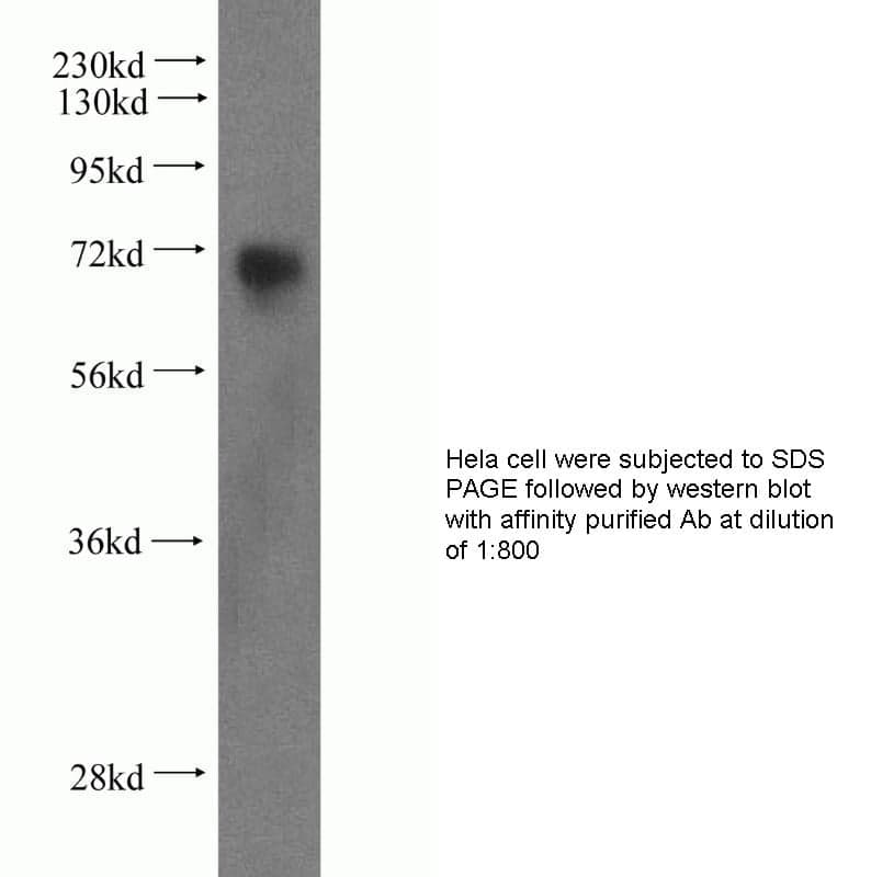 Anti Mouse CXCR4 Polyclonal