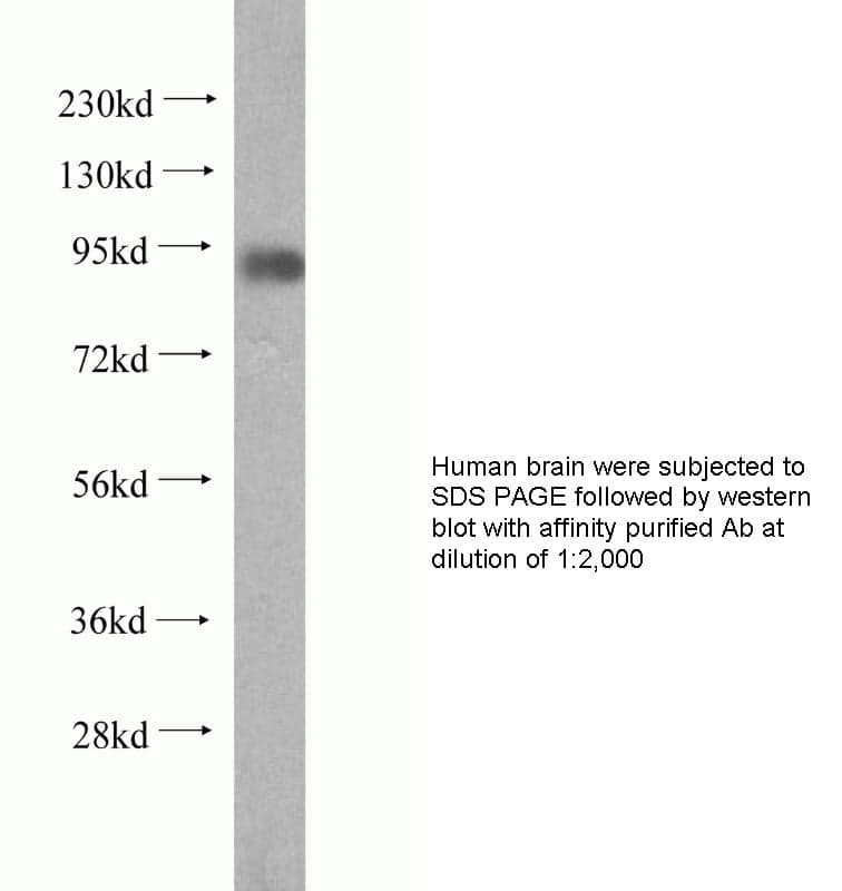 Anti Human COG3 Polyclonal