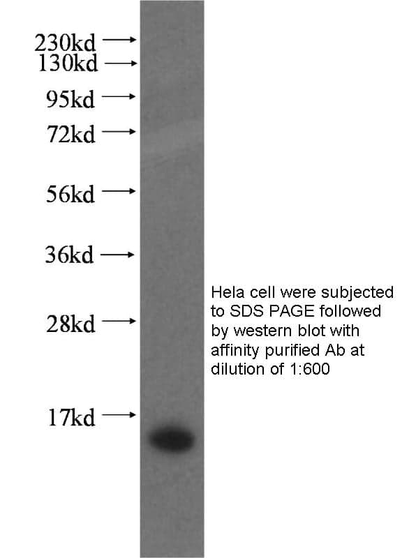 Anti Human CRIPT Polyclonal