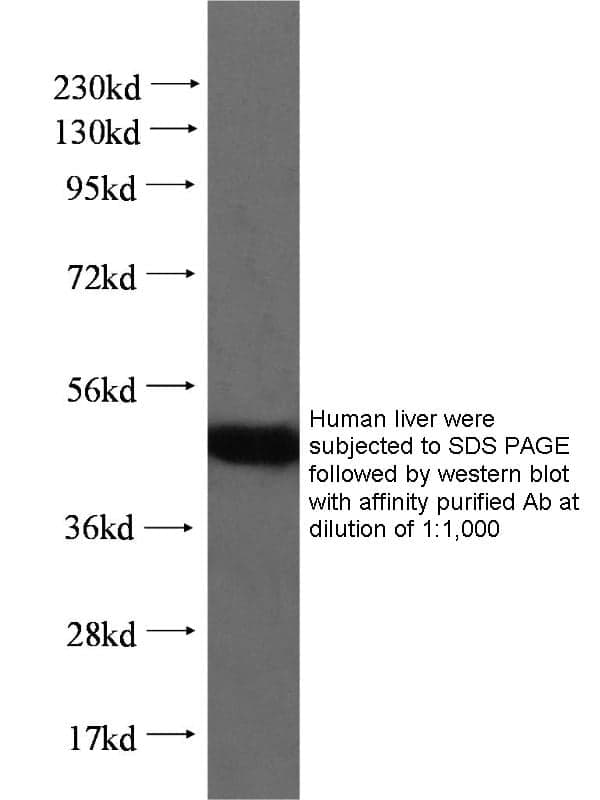 Anti Human NFIL3 Polyclonal