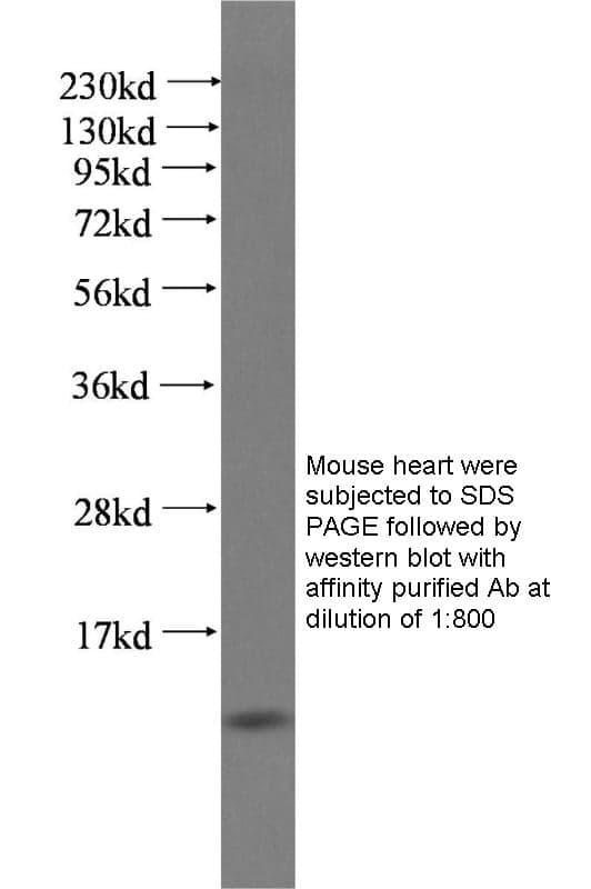 Anti Mouse FABP4 Polyclonal