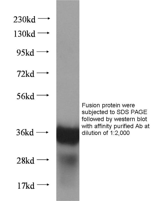 Anti Influenza A virus HA tag Polyclonal