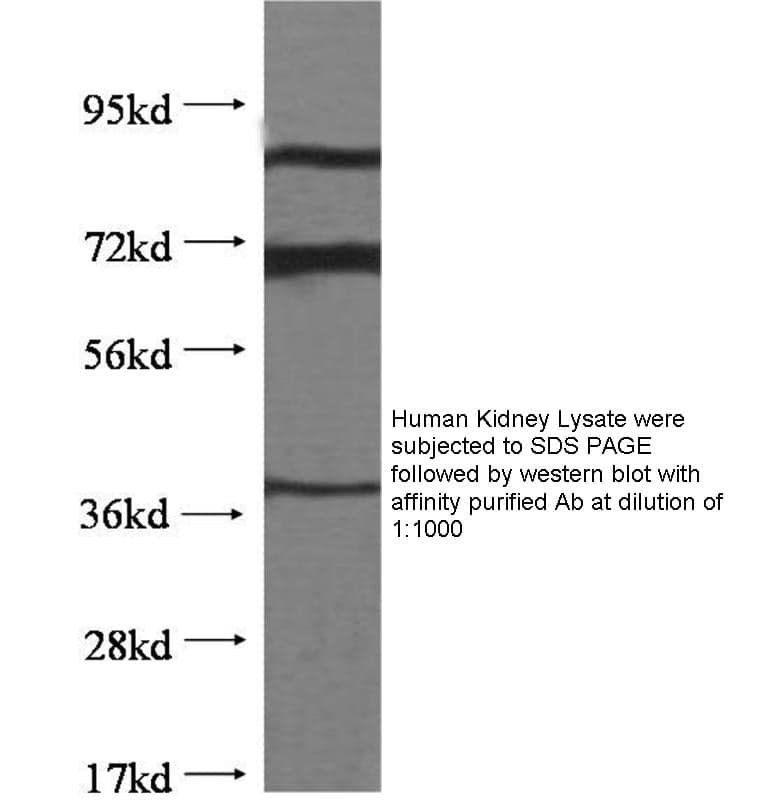 Anti Human ATP6AP2 Monoclonal